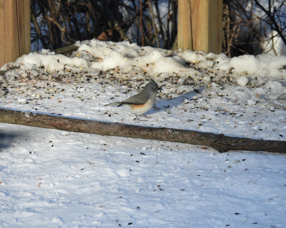 Tufted Titmouse - ML646422065
