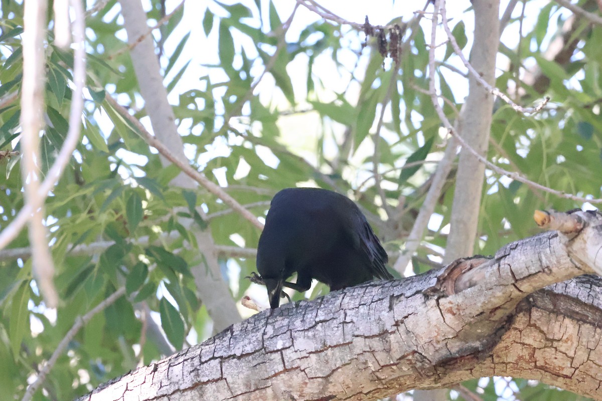 American Crow - ML646422066