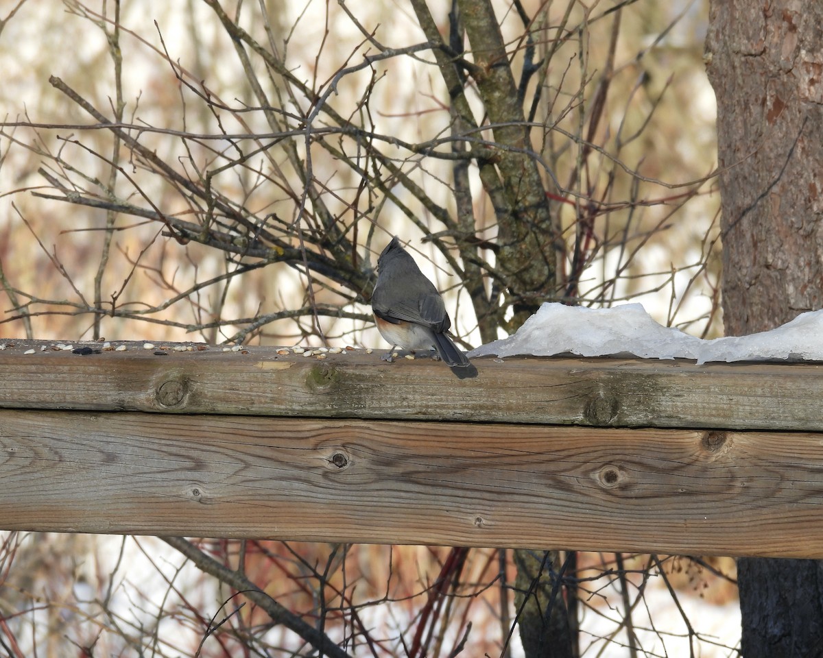 gråduskmeis - ML646422067