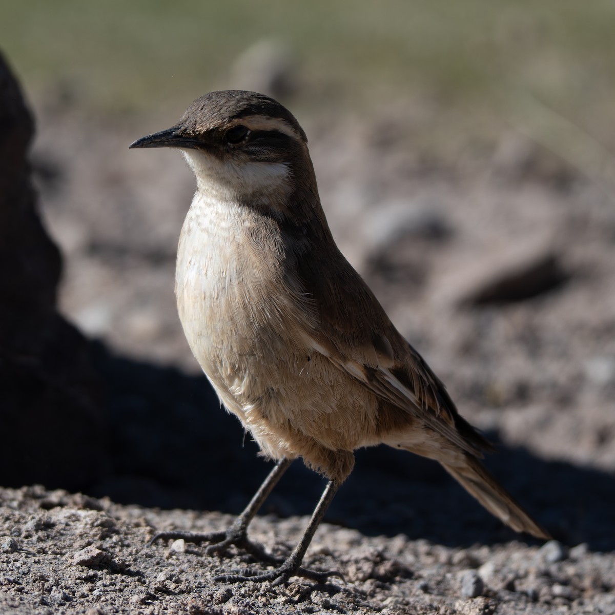 Cream-winged Cinclodes - ML646422068