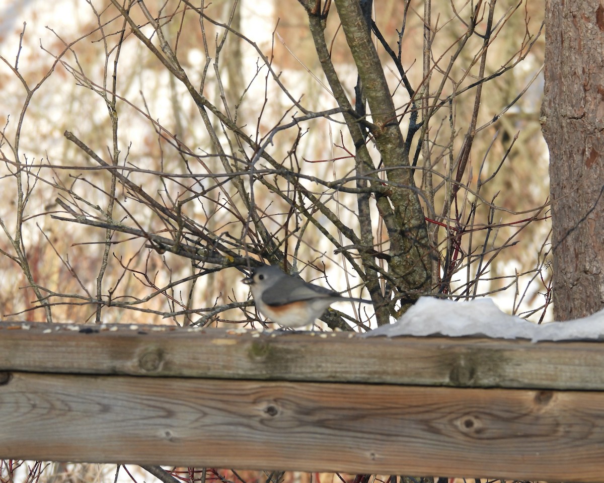 gråduskmeis - ML646422070