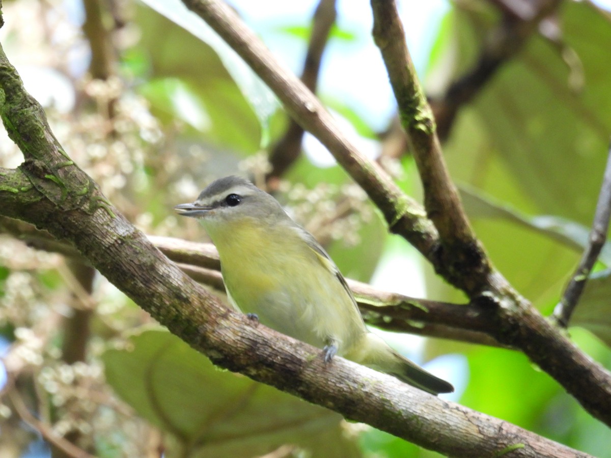 Vireo de Filadelfia - ML646422072