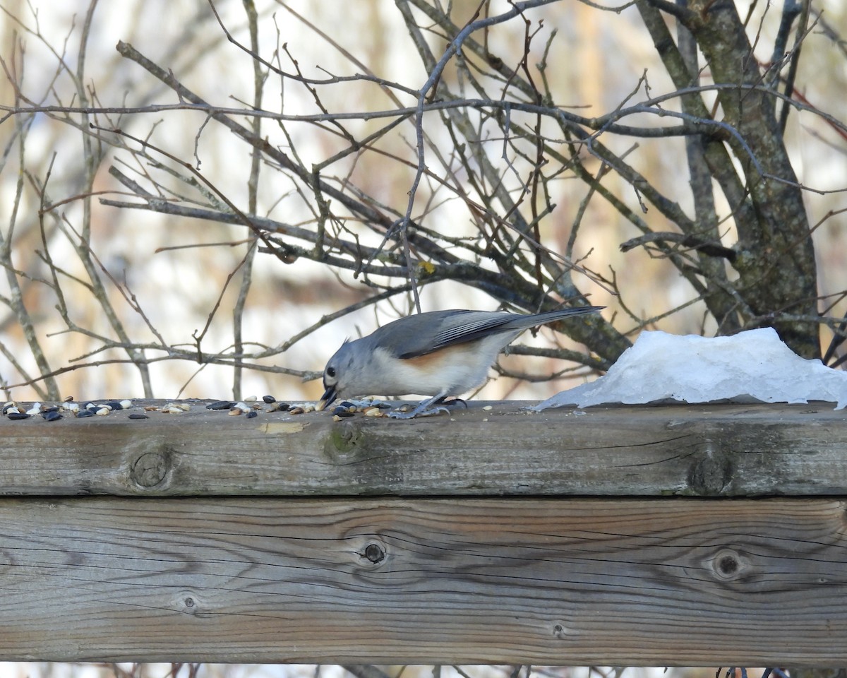 gråduskmeis - ML646422073