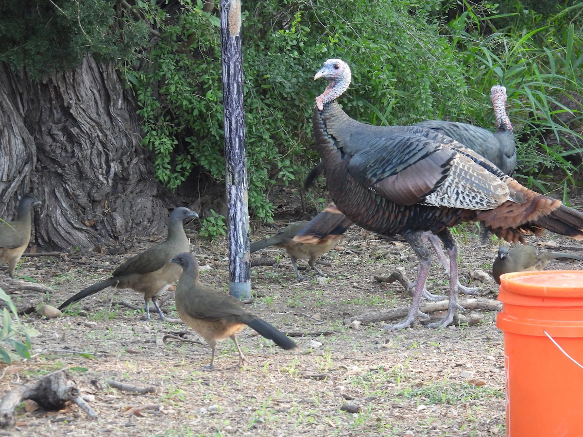 Wild Turkey - ML646422074