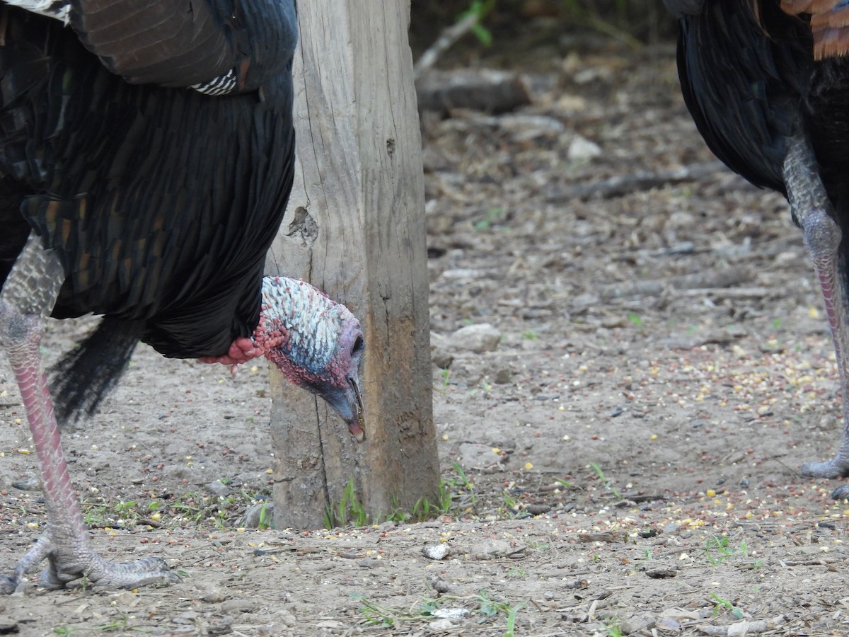 Wild Turkey - ML646422075