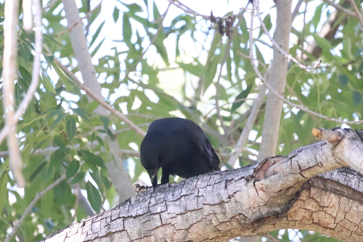 American Crow - ML646422077
