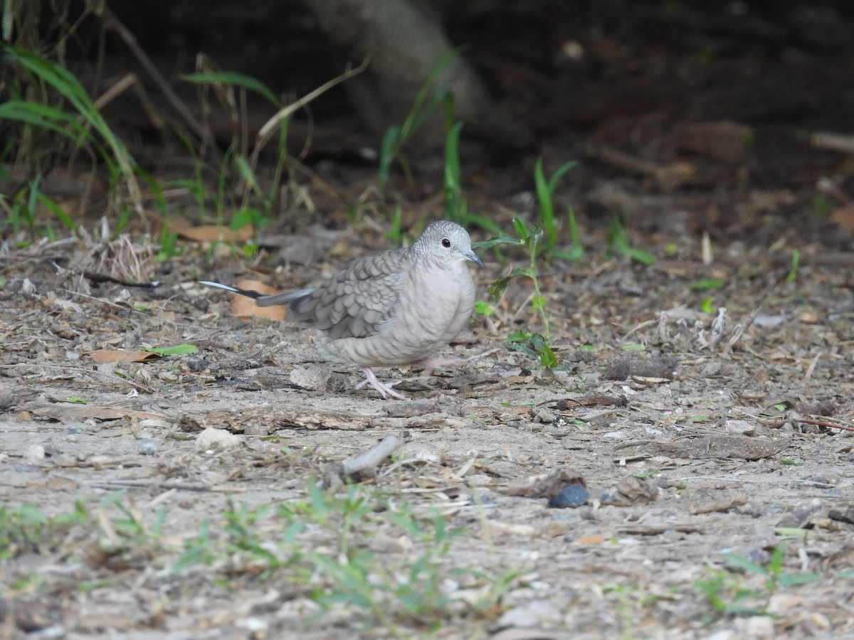 Inca Dove - ML646422078