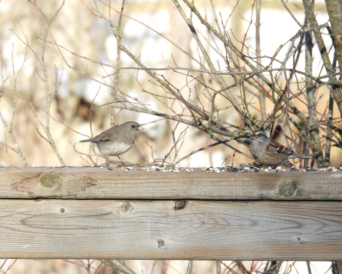Dark-eyed Junco - ML646422079