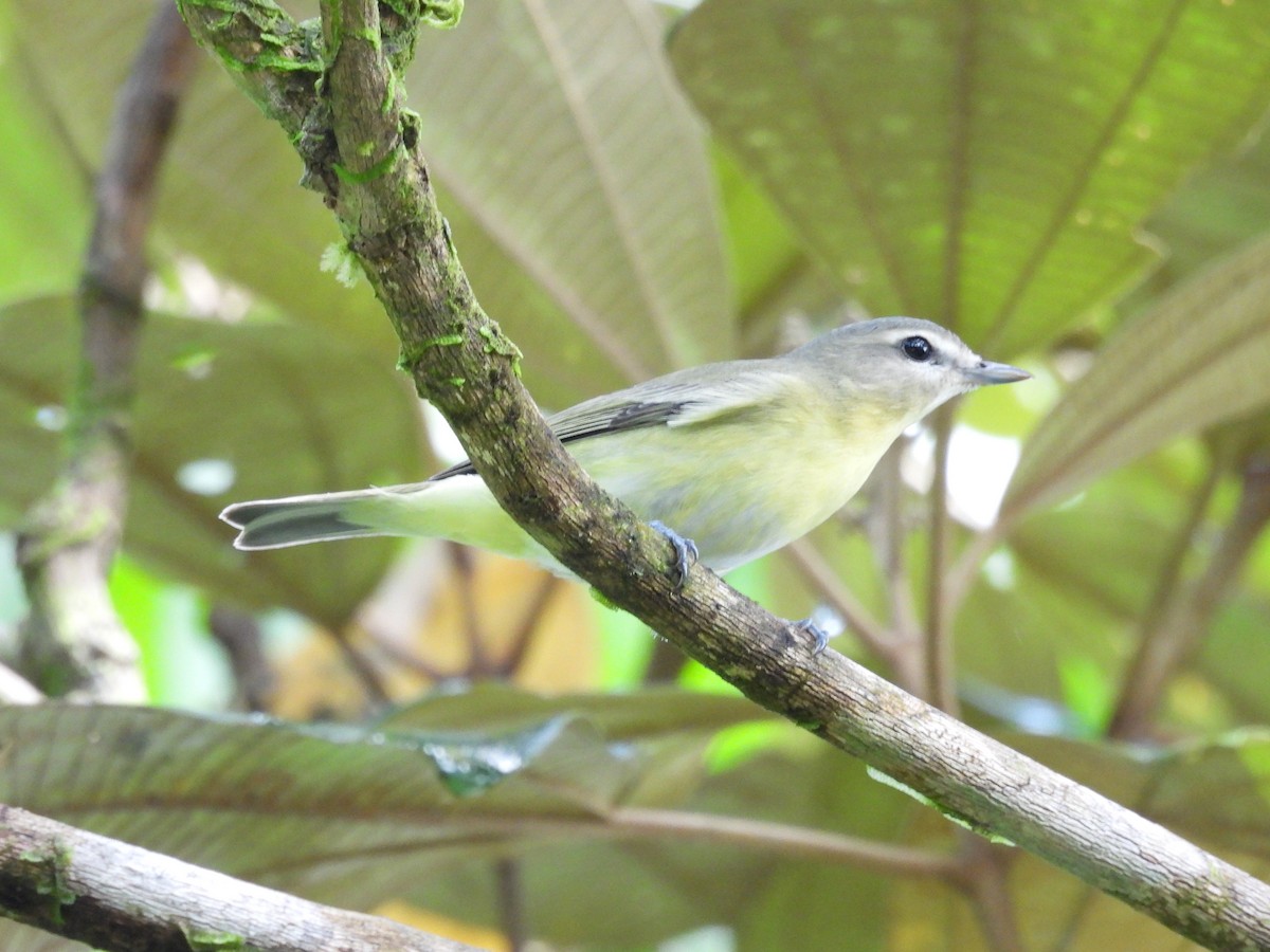Vireo de Filadelfia - ML646422081