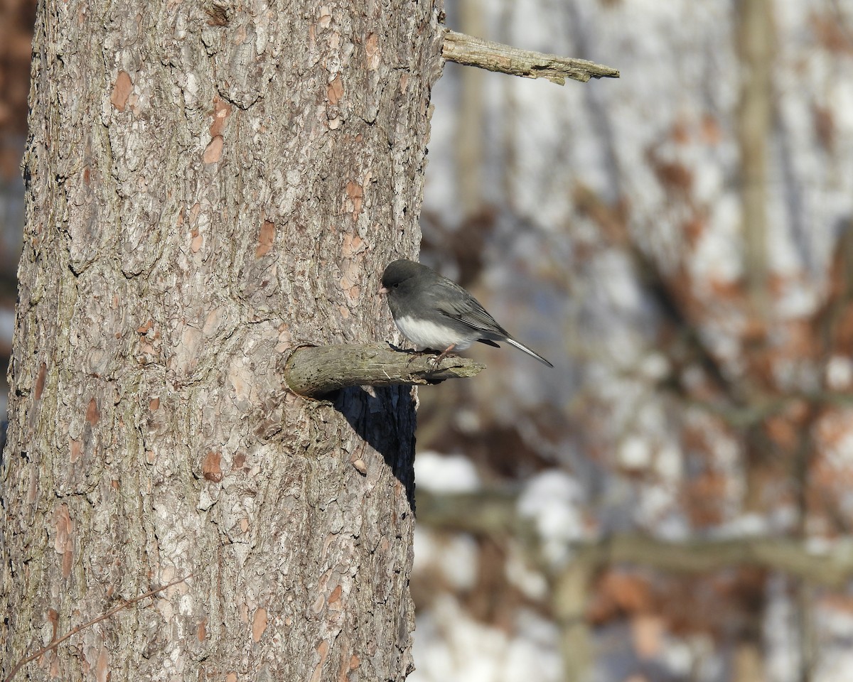 Dark-eyed Junco - ML646422083
