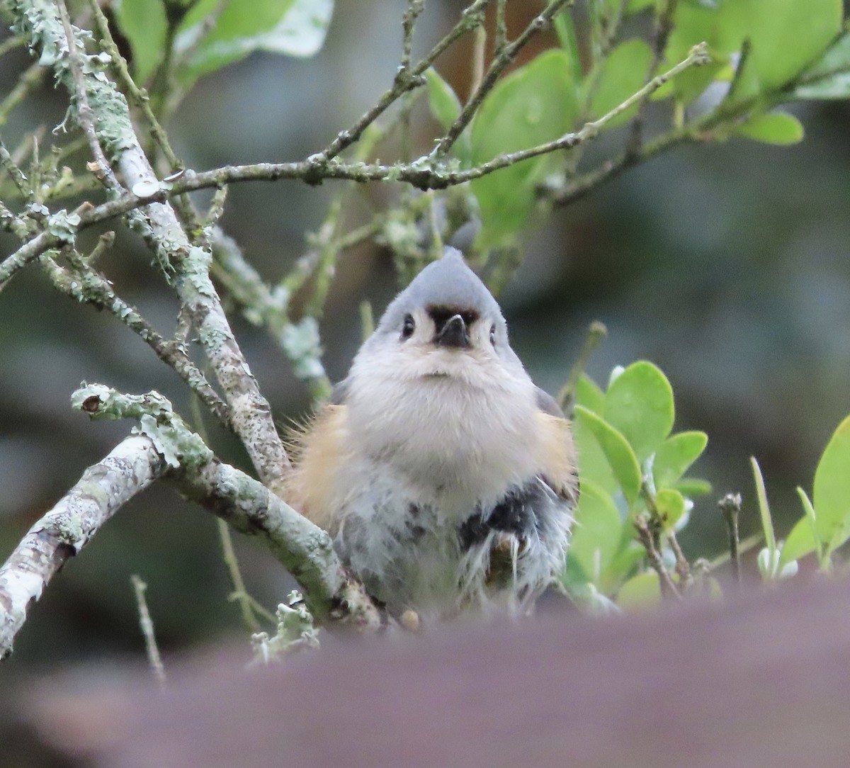 gråduskmeis - ML646422084