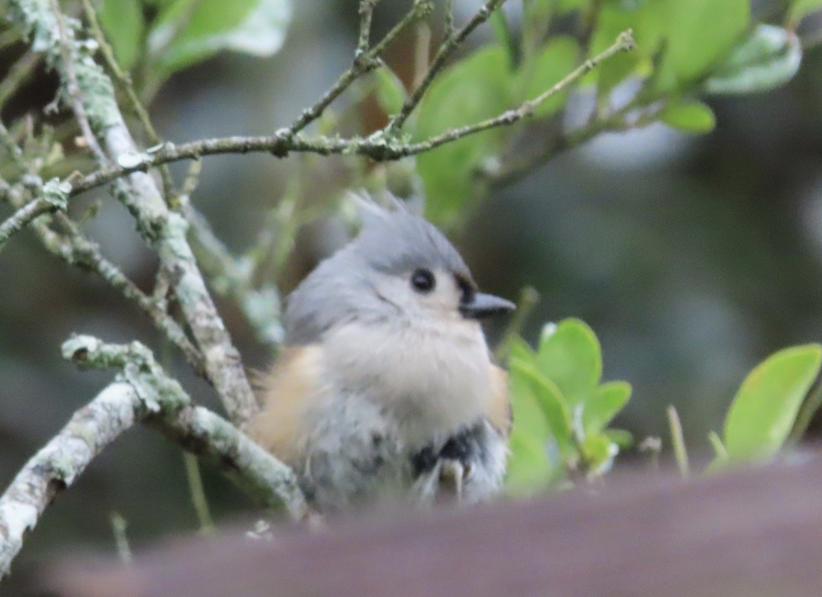 gråduskmeis - ML646422085