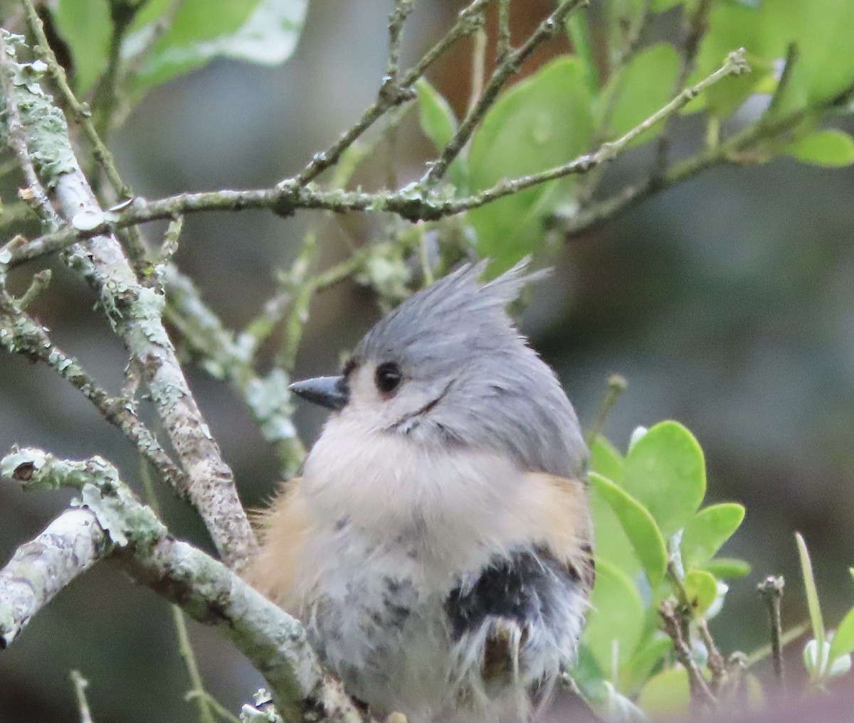 gråduskmeis - ML646422086