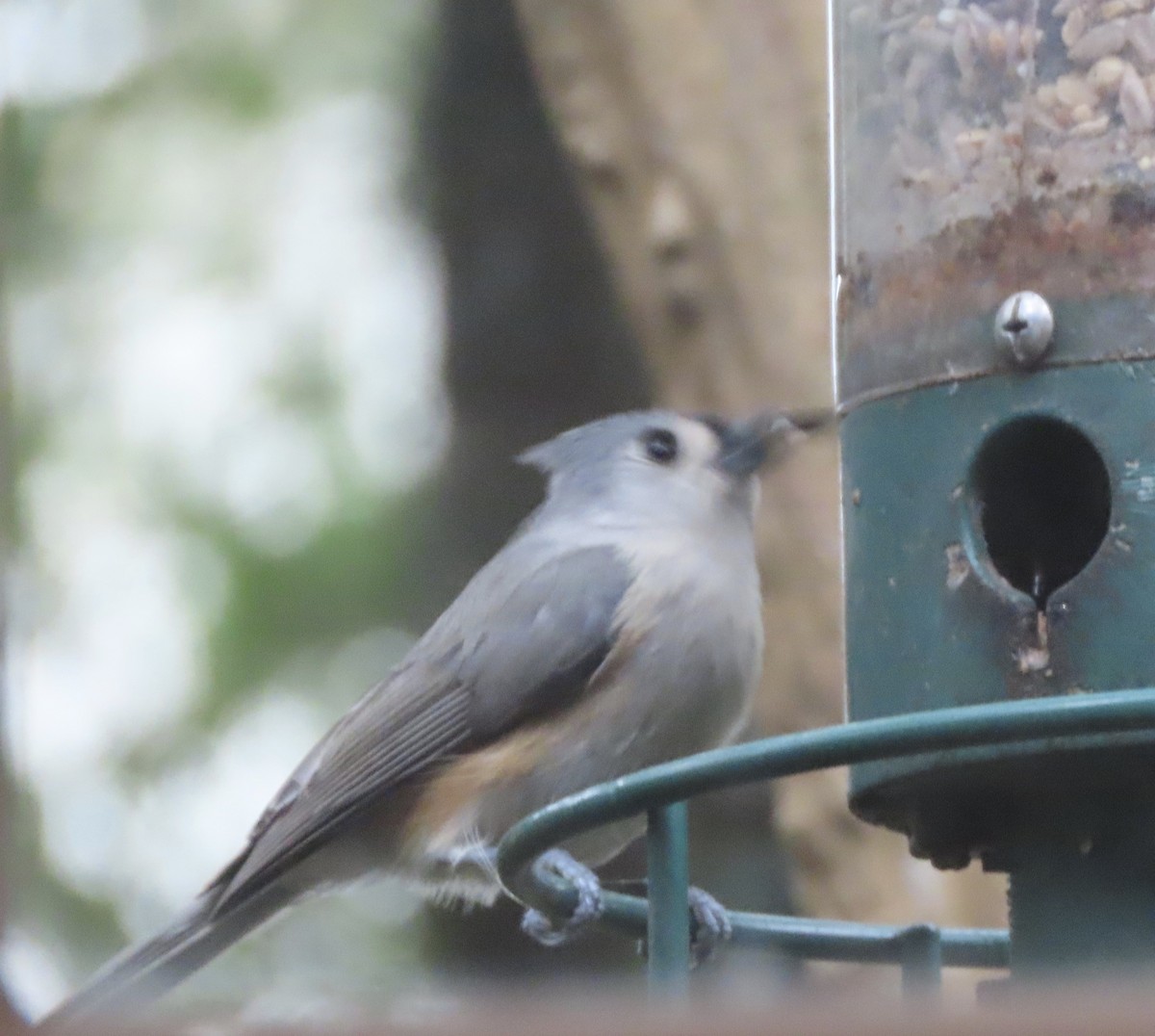 gråduskmeis - ML646422087