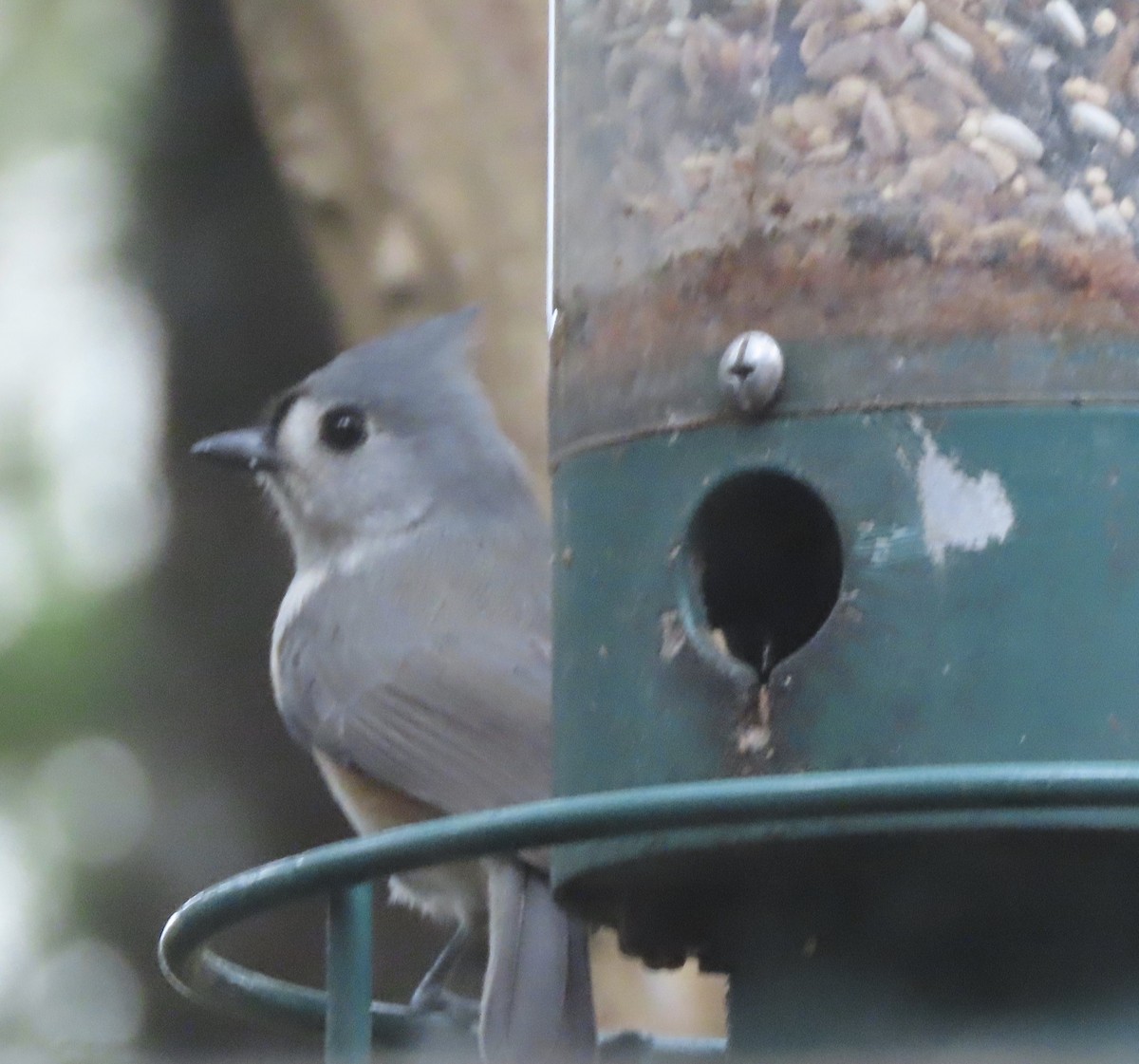 gråduskmeis - ML646422088