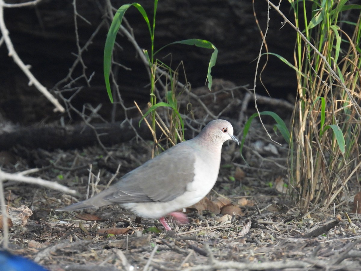 White-tipped Dove - ML646422089