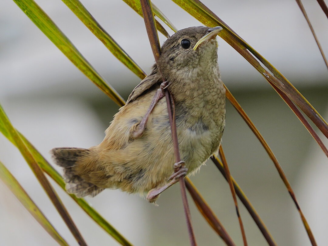 Southern House Wren - ML646422090