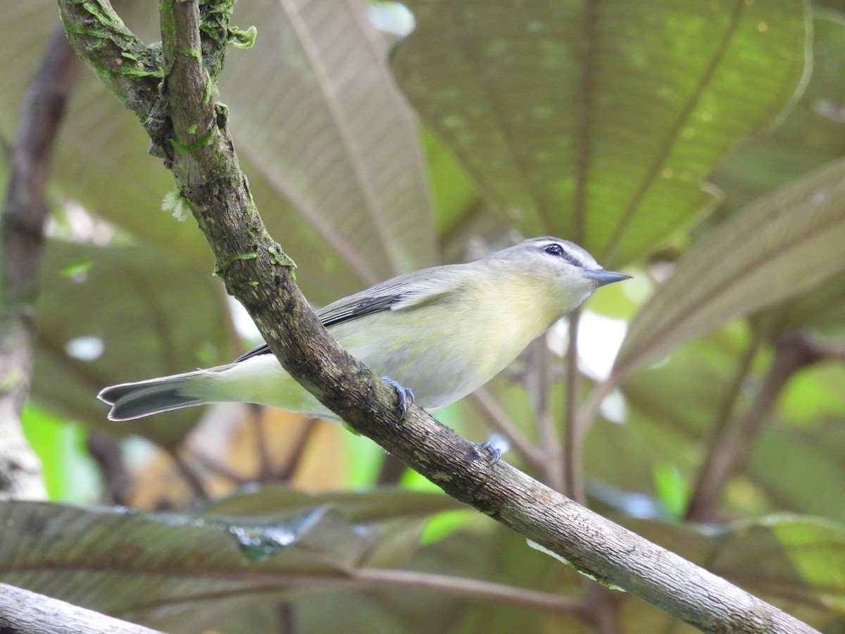 Vireo de Filadelfia - ML646422091