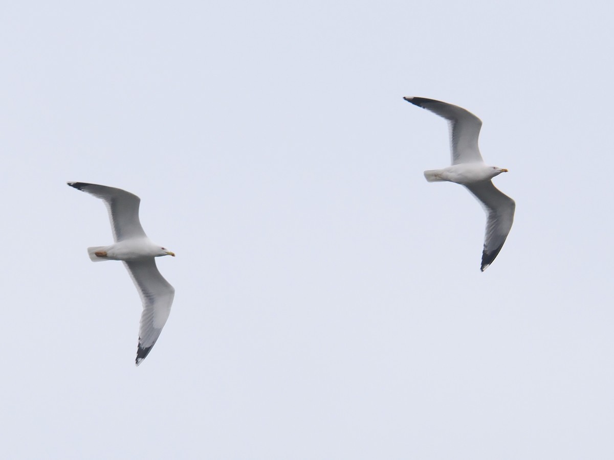 キアシセグロカモメ - ML646422093