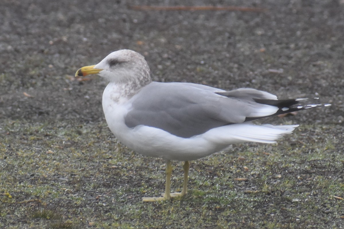 California Gull - ML646422095