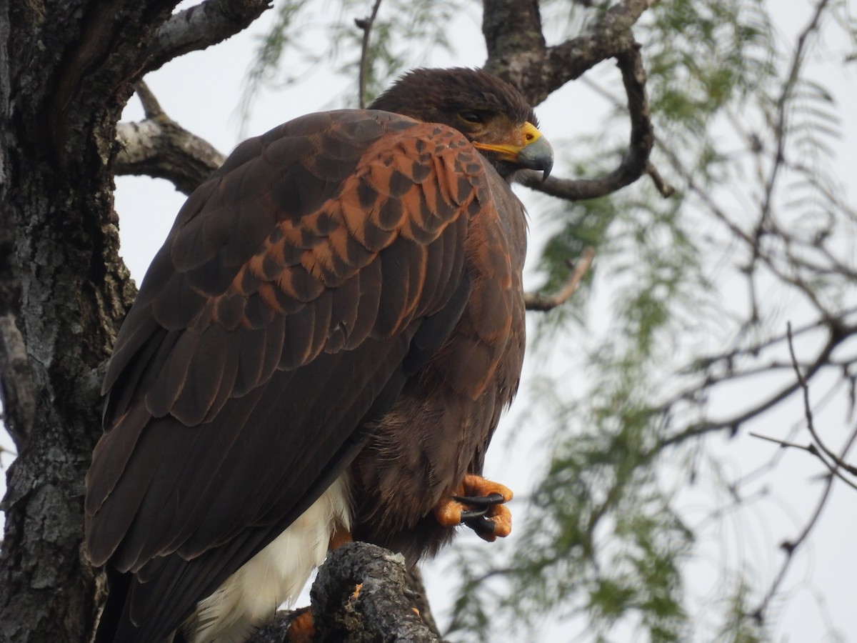 Harris's Hawk - ML646422096