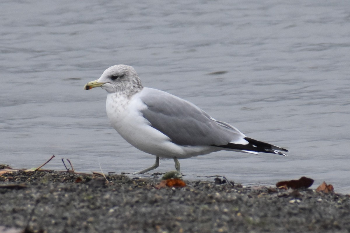 California Gull - ML646422101