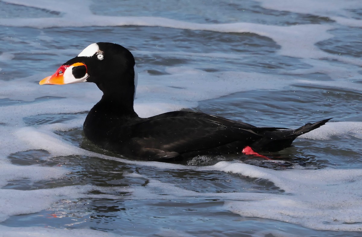 Surf Scoter - ML646422102