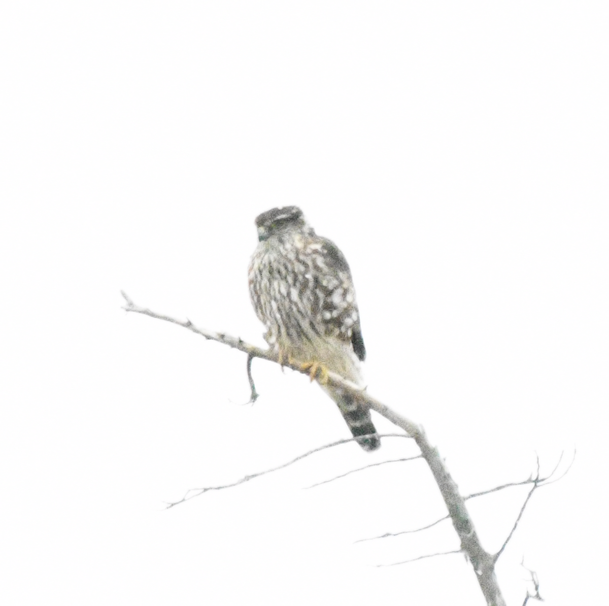 Хайргууна шонхор - ML646422104