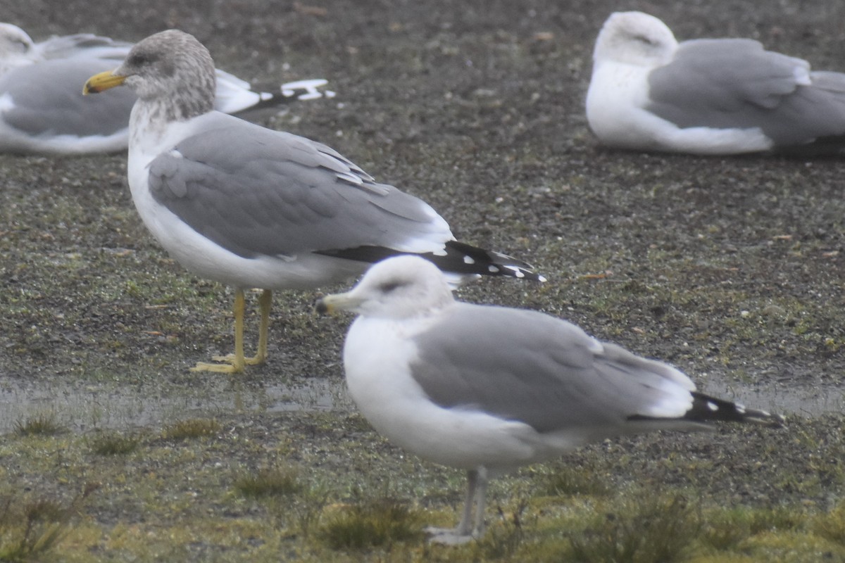 California Gull - ML646422106