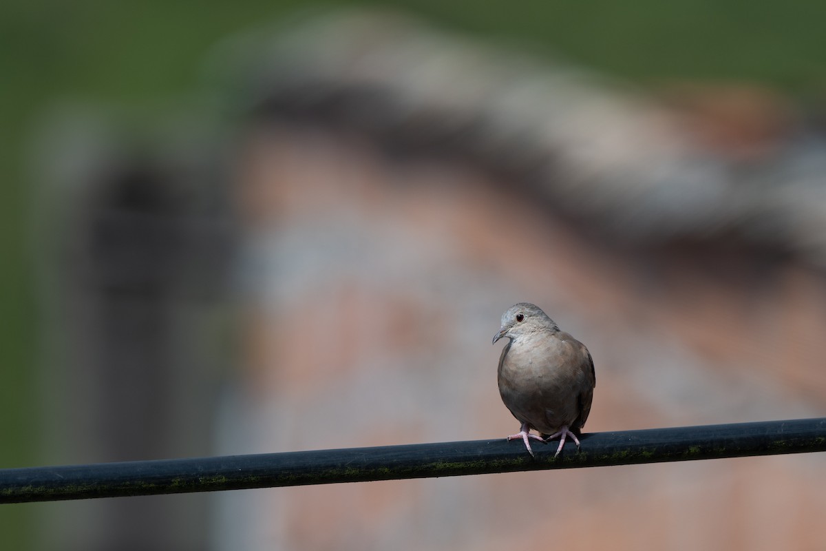 Rosttäubchen - ML646422107