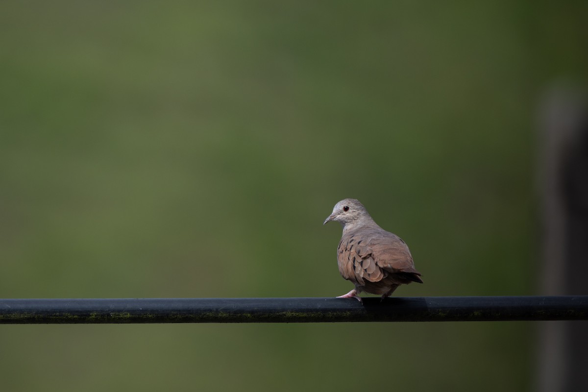 Rosttäubchen - ML646422108