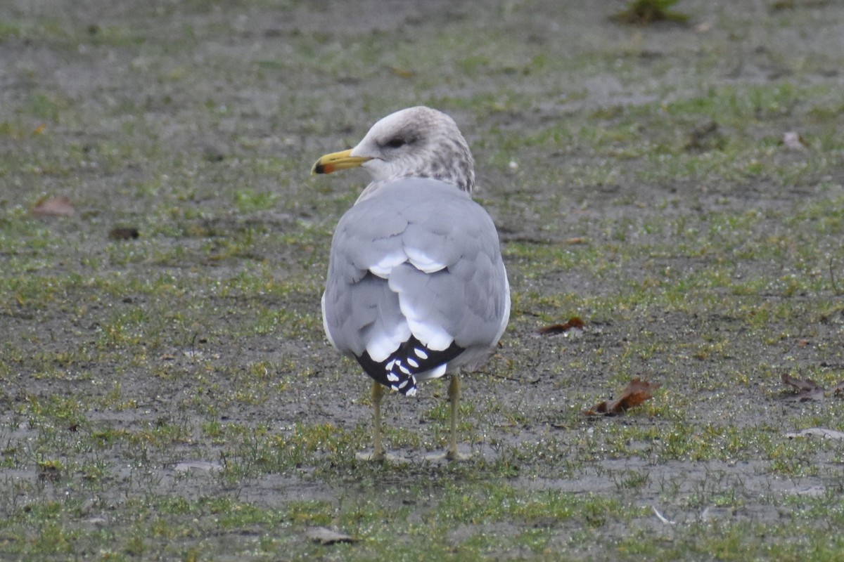 California Gull - ML646422111
