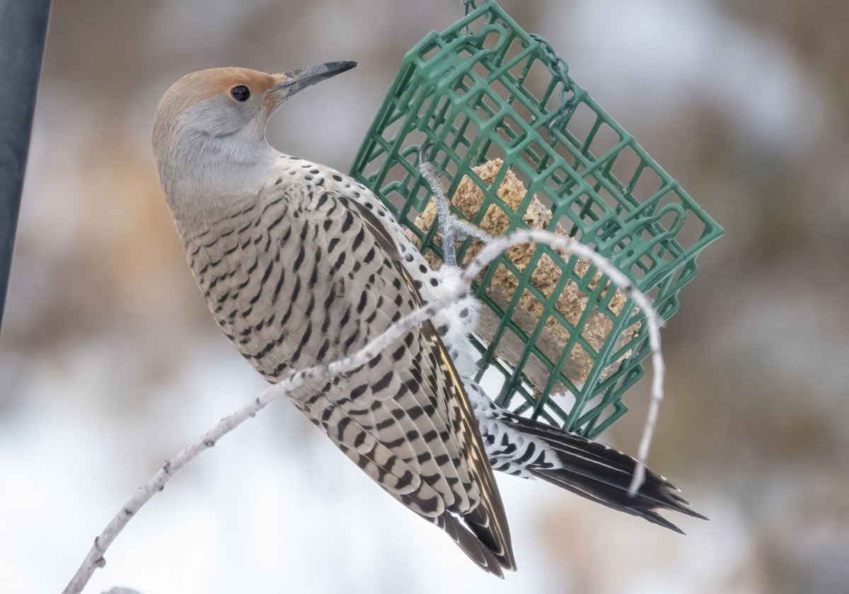 Goldspecht - ML646422112