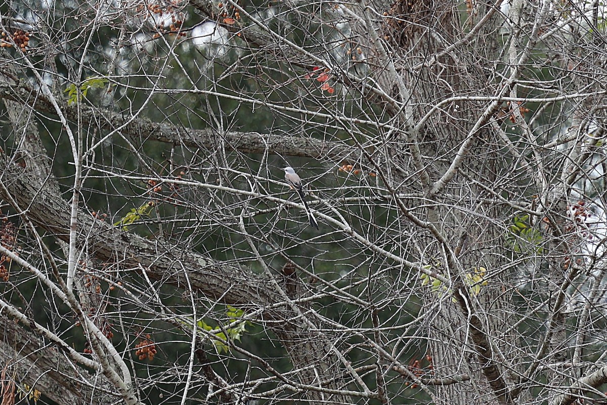 Scissor-tailed Flycatcher - ML646422114
