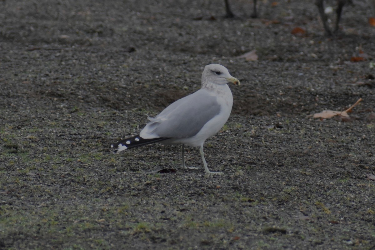 California Gull - ML646422115