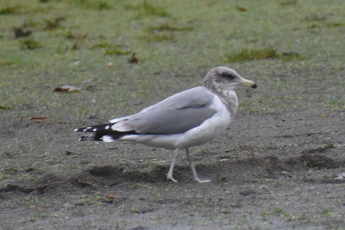 California Gull - ML646422116