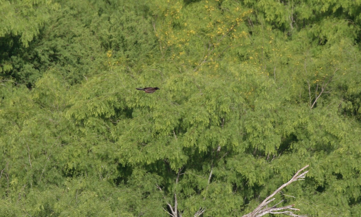 Brown Jay - ML646422125
