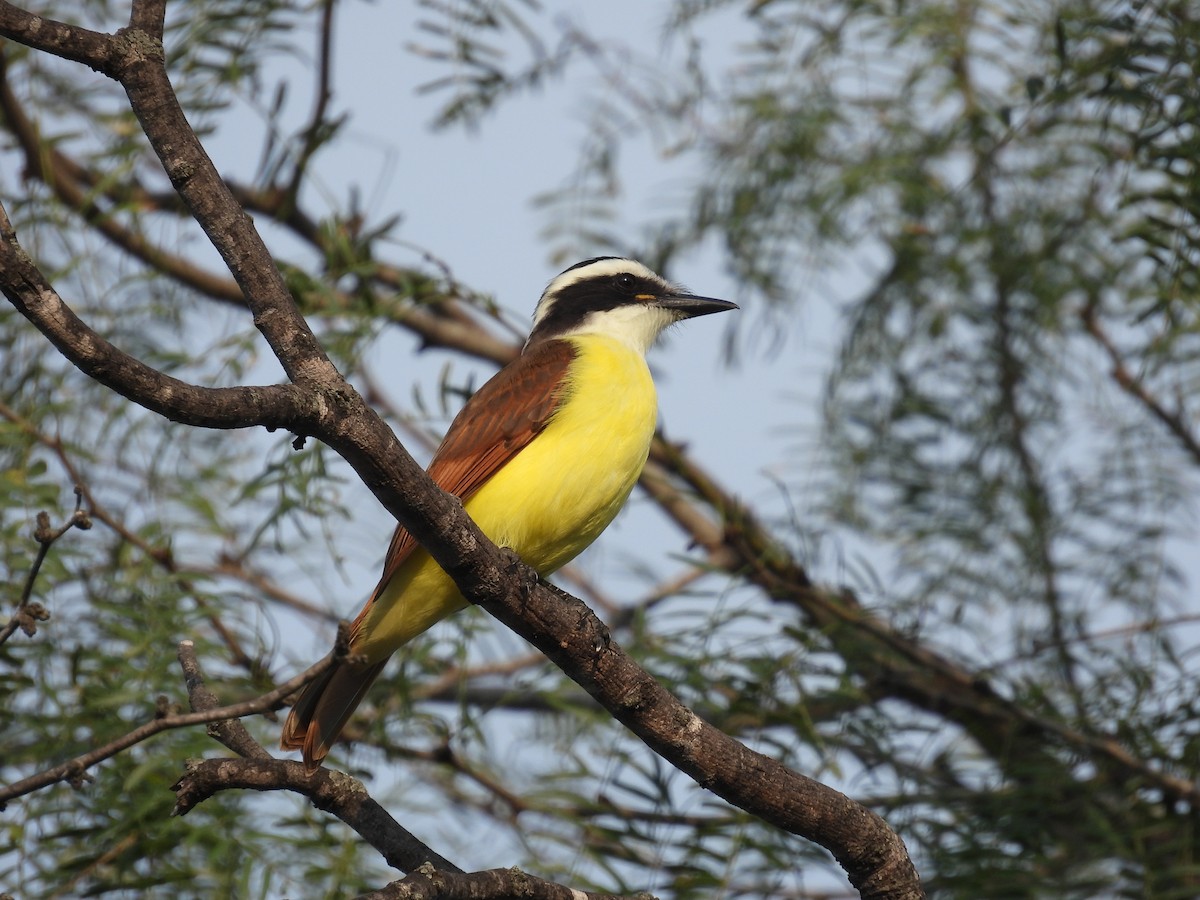 Great Kiskadee - ML646422126