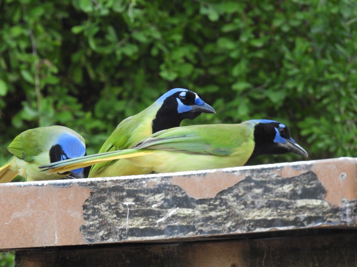 Green Jay - ML646422137