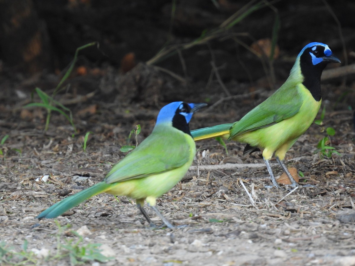Green Jay - ML646422138