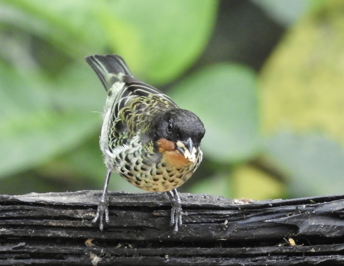 Rufous-throated Tanager - ML646422147