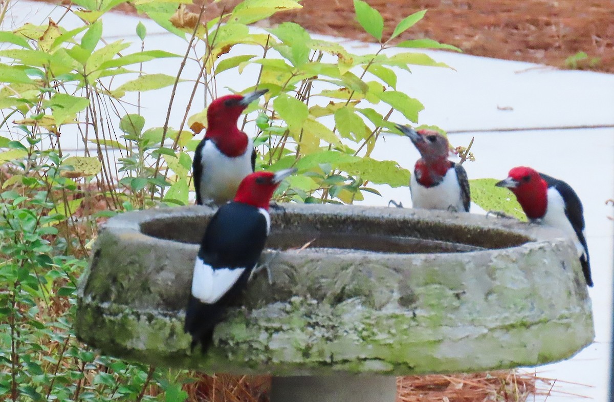 Red-headed Woodpecker - ML646422149