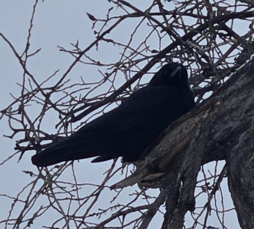American Crow - ML646422151