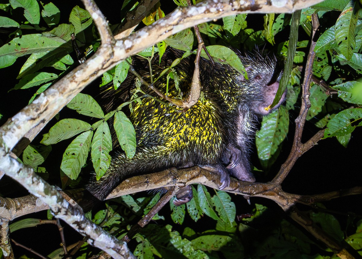 Bicolor-spined Porcupine - ML646422152