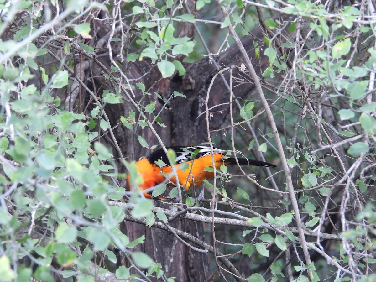 Altamira Oriole - ML646422153