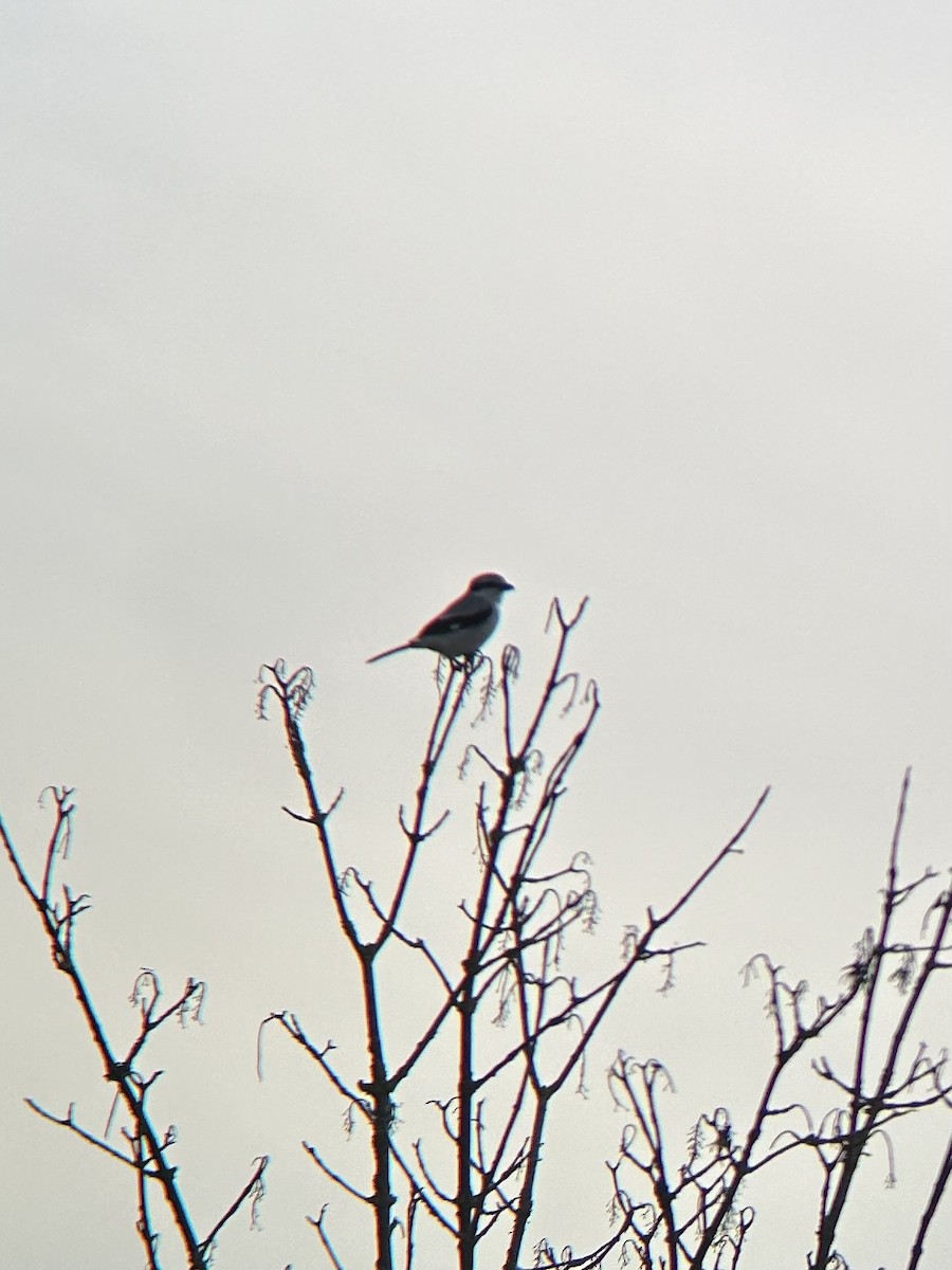 Great Gray Shrike - ML646422155