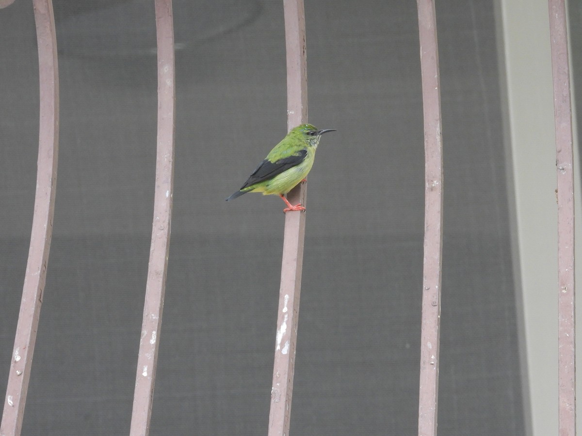 Red-legged Honeycreeper - ML646422156