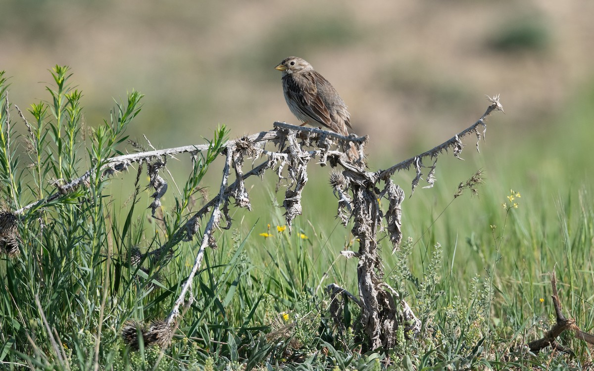 Bruant proyer - ML646422160