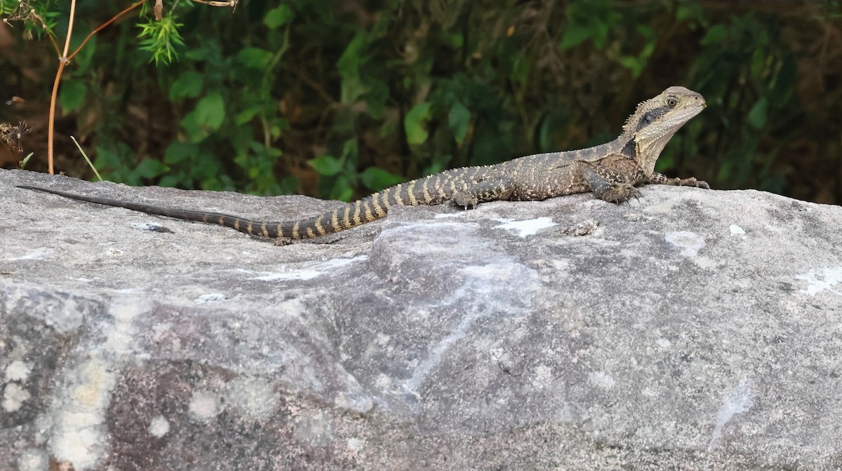 橫紋長鬣蜥 - ML646422161