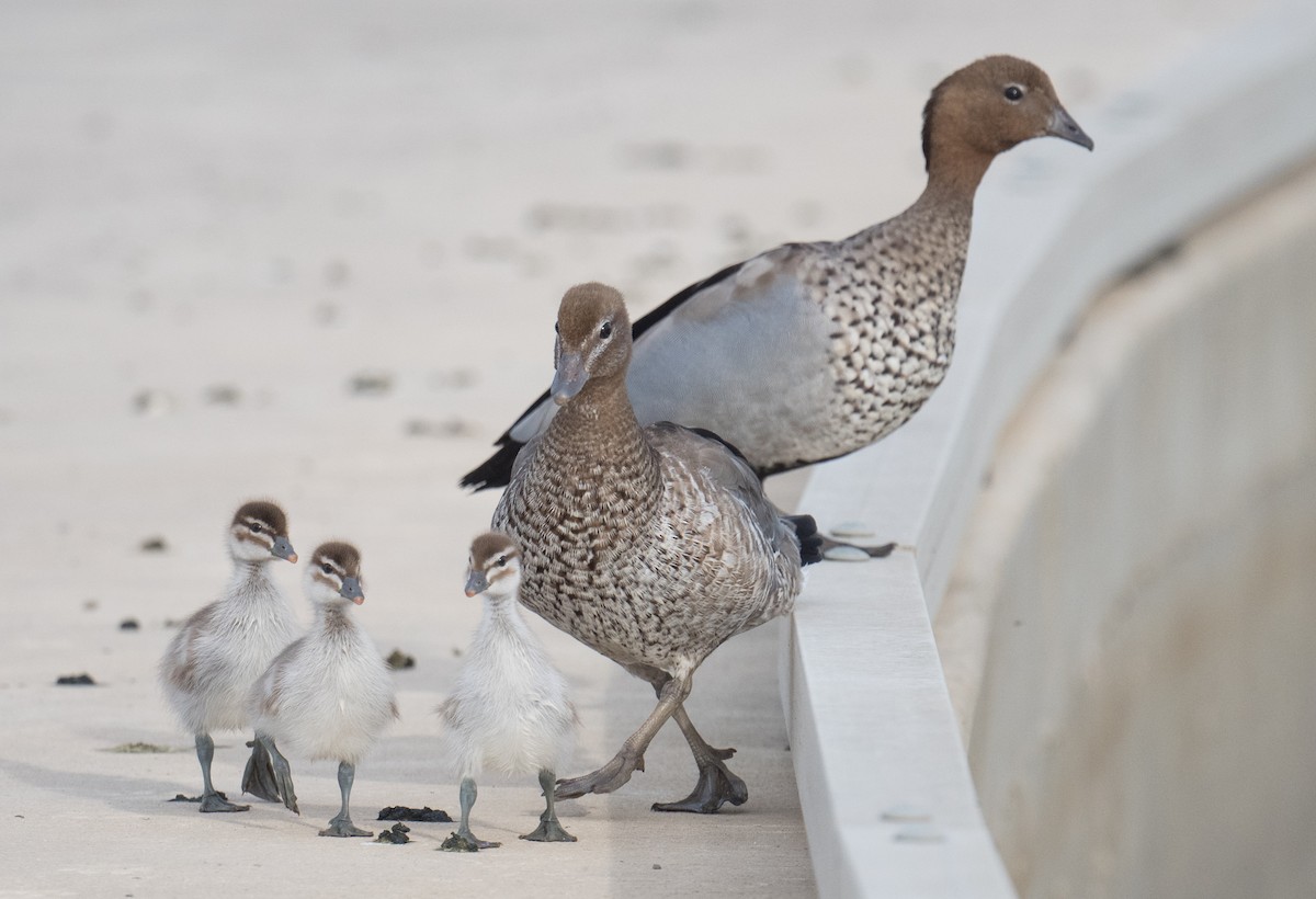 Maned Duck - ML646422168